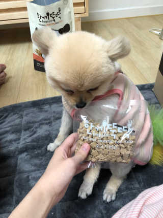 [펫토리아] 맛도 영양도 BEST 한끼뚝딱 강아지 사료 — 5점을 준 리뷰어가 2019년 4월 올린 사용 사진