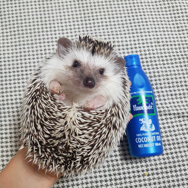 파라슈트 100퍼 코코넛오일 100ml 리뷰 사진
