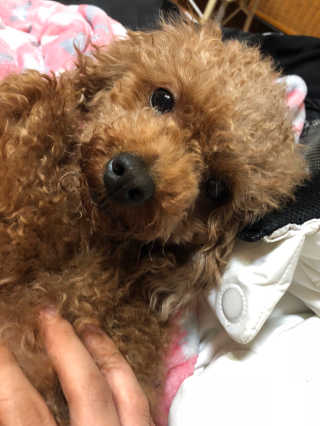 미누시아 촉촉한 닭안심 + 홍삼발효 훈제 말고기 — 5점을 준 리뷰어가 2018년 6월 올린 사용 사진