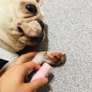 불독키우는개엄마❤️님이 올린 리뷰 사진 3