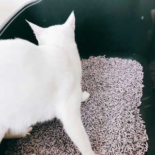 [펫토리아] BEST 고양이두부모래 6L 한삽뚝딱 — 3점을 준 리뷰어가 2019년 1월 올린 사용 사진