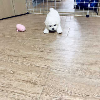 [펫토리아] BEST 한칸뚝딱 강아지 울타리12P — 5점을 준 리뷰어가 2019년 3월 올린 사용 사진