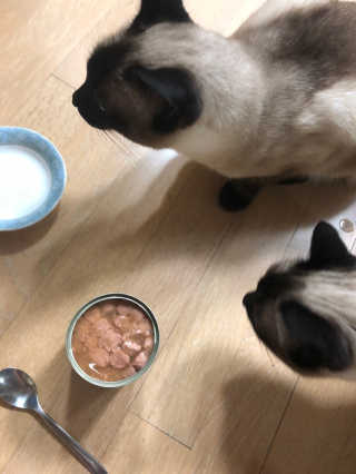 [펫토리아]배피 고양이,빌리강아지 대용량주식캔 — 2.5점을 준 리뷰어가 2019년 7월 올린 사용 사진