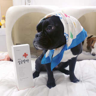 [펫토리아]살균뚝딱 강아지 고양이 살균소독제 탈취제 — 5점을 준 리뷰어가 2020년 2월 올린 사용 사진