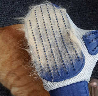 Four paws 리뉴얼 포포즈 매직코트 털 제거 브러쉬 — 3점을 준 리뷰어가 2018년 8월 올린 사용 사진