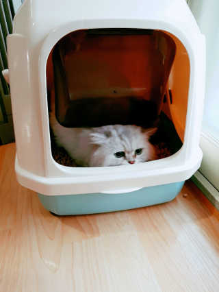 [펫토리아] BEST 한큐뚝딱 고양이 후드형 화장실 — 4.5점을 준 리뷰어가 2019년 1월 올린 사용 사진
