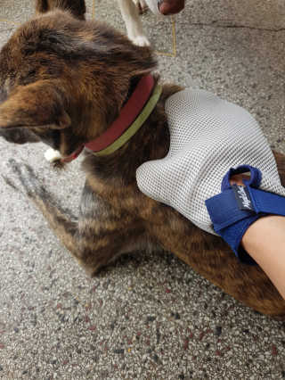 Four paws 리뉴얼 포포즈 매직코트 털 제거 브러쉬 — 3점을 준 리뷰어가 2018년 8월 올린 사용 사진