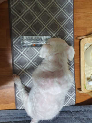 [펫토리아]살균뚝딱 강아지 고양이 살균소독제 탈취제 — 5점을 준 리뷰어가 2019년 10월 올린 사용 사진