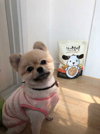 [펫토리아] 맛도 영양도 BEST 한끼뚝딱 강아지 사료 — 5점을 준 리뷰어가 2019년 4월 올린 사용 사진