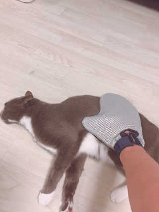 Four paws 리뉴얼 포포즈 매직코트 털 제거 브러쉬 — 5점을 준 리뷰어가 2018년 8월 올린 사용 사진