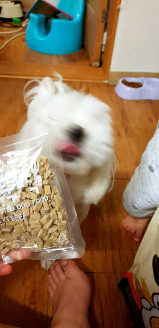 [펫토리아] 맛도 영양도 BEST 한끼뚝딱 강아지 사료 — 5점을 준 리뷰어가 2018년 12월 올린 사용 사진