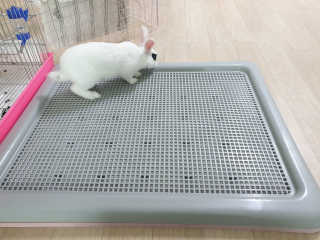 [펫토리아] 한판뚝딱 강아지 배변판 실속형,초대형 — 5점을 준 리뷰어가 2019년 6월 올린 사용 사진