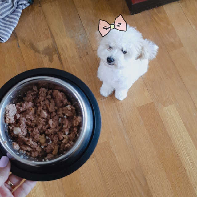 [펫토리아] 한캔뚝딱 강아지 주식캔 12종 콤보 리뷰 사진