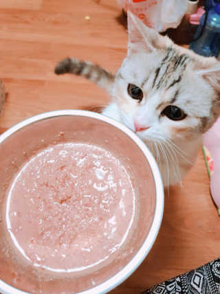 [펫토리아] BEST 한캔뚝딱 고양이 주식캔 — 5점을 준 리뷰어가 2019년 3월 올린 사용 사진