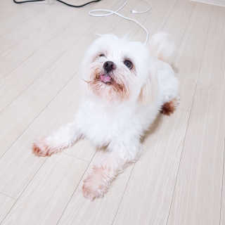 하이내처 해피샴푸바 — 5점을 준 리뷰어가 2019년 6월 올린 사용 사진