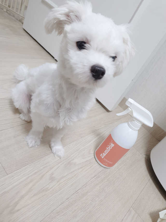 잠보아 펫 클린 데오도란트 리뷰 사진
