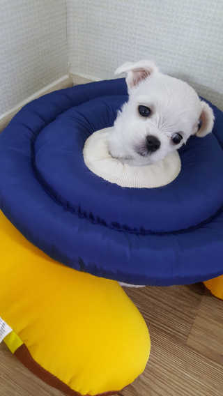 세꼼이네님이 올린 리뷰 사진 1