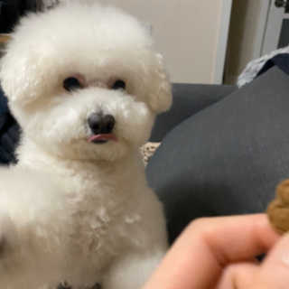 [브루클린펫코] 프리미엄 강아지 수제 쿠키 2종 SET — 5점을 준 리뷰어가 2020년 3월 올린 사용 사진