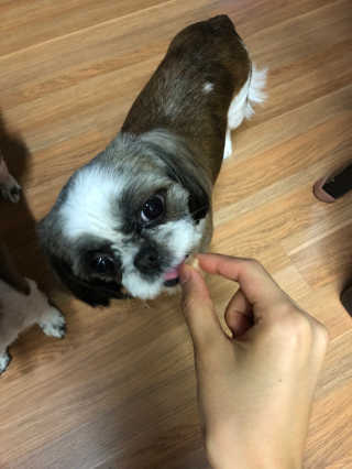 펫츠플레이트 동결건조간식 기호성 테스트 8종 — 5점을 준 리뷰어가 2018년 5월 올린 사용 사진