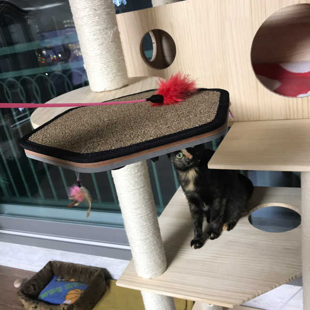 캣킥 리뷰 사진