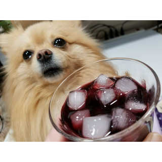 Peepingpomeranian님이 올린 리뷰 사진 2