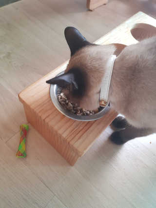그린펫푸드 인섹트캣 글루텐프리（1.2KG） — 5점을 준 리뷰어가 2019년 7월 올린 사용 사진