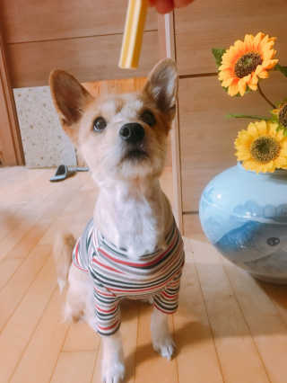 [펫토리아] BEST 한입뚝딱 실속형 강아지 덴탈껌 — 3점을 준 리뷰어가 2019년 2월 올린 사용 사진