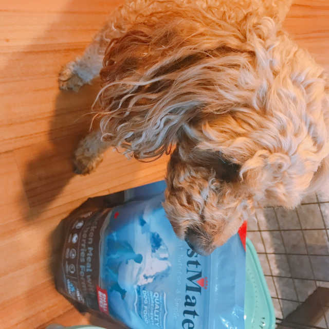[펫토리아] 퍼스트메이트 강아지 사료 리뷰 사진