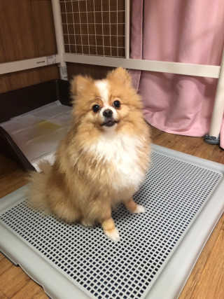 [펫토리아] 한판뚝딱 강아지 배변판 실속형,초대형 — 5점을 준 리뷰어가 2019년 5월 올린 사용 사진