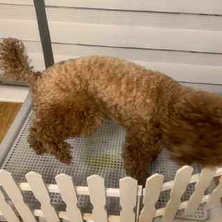 [펫토리아] 한판뚝딱 강아지 배변판 실속형,초대형 — 5점을 준 리뷰어가 2019년 4월 올린 사용 사진