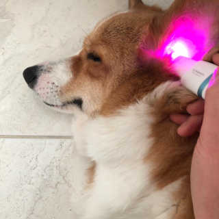 코기코기님이 올린 리뷰 사진 4