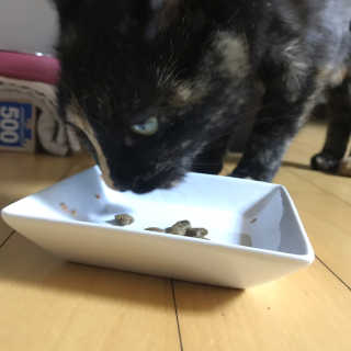 그린펫푸드 인섹트캣 글루텐프리（1.2KG） — 5점을 준 리뷰어가 2019년 9월 올린 사용 사진