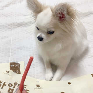 펫토리아 한입뚝딱 국내산 강아지간식 BEST 5종 — 5점을 준 리뷰어가 2019년 5월 올린 사용 사진
