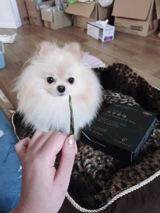 펫테라피 플레이트 야채품은 하루황태 — 5점을 준 리뷰어가 2020년 1월 올린 사용 사진