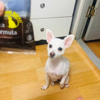 [펫토리아]퍼스트메이트 그레인프리 강아지사료 — 5점을 준 리뷰어가 2019년 7월 올린 사용 사진