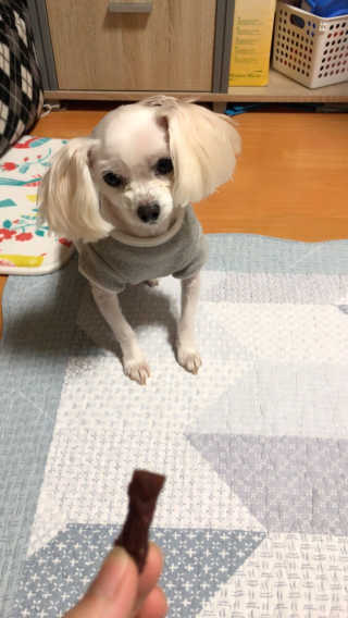 푸디웜 주식회사 [푸디웜] 강아지 저알러지 수제간식 3종세트 — 5점을 준 리뷰어가 2019년 2월 올린 사용 사진