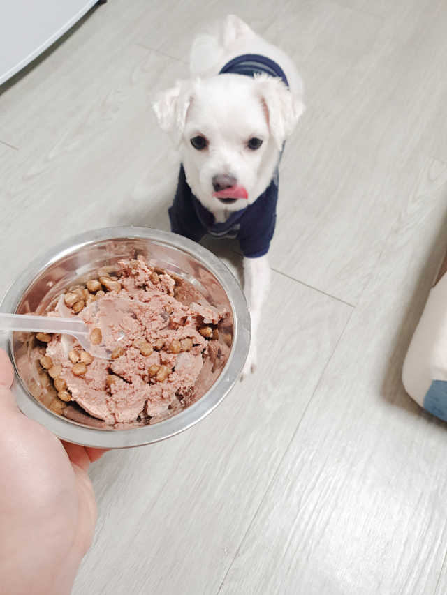 [펫토리아] BEST 한캔뚝딱 강아지 캔간식 리뷰 사진