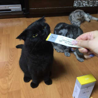고먐미님이 올린 리뷰 사진 2