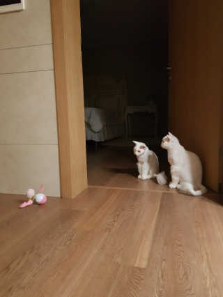 딸기조아님이 올린 리뷰 사진 2