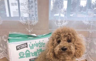 페츠모아 냄새잡는 요술배변패드 — 5점을 준 리뷰어가 2020년 3월 올린 사용 사진