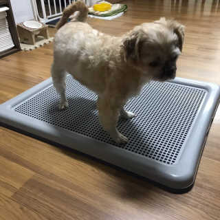 [펫토리아] 한판뚝딱 강아지 배변판 실속형,초대형 — 5점을 준 리뷰어가 2019년 4월 올린 사용 사진