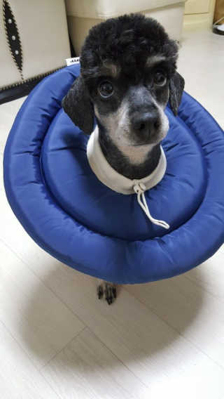 독버섯님이 올린 리뷰 사진 1