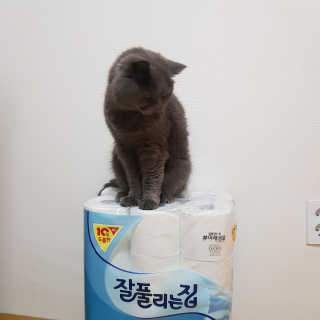 잘풀리는집 더 도톰한 3겹 데코 30롤 — 5점을 준 리뷰어가 2018년 5월 올린 사용 사진