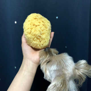 룰라러브 모공관리 끝 지중해산 천연해면 바디스펀지 — 4.83점을 준 리뷰어가 2018년 4월 올린 사용 사진
