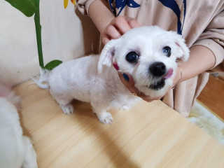 BoRamLee님이 올린 리뷰 사진 3