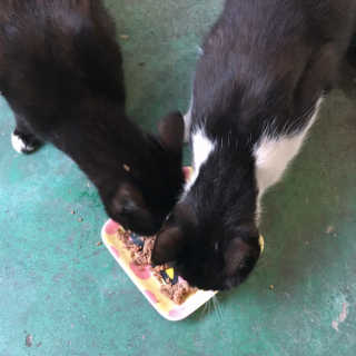 동원 참치킹 고양이 캔 12개입 — 5점을 준 리뷰어가 2018년 10월 올린 사용 사진