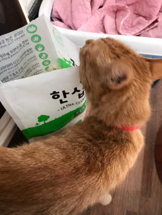 [펫토리아] BEST 고양이두부모래 6L 한삽뚝딱 — 5점을 준 리뷰어가 2019년 2월 올린 사용 사진
