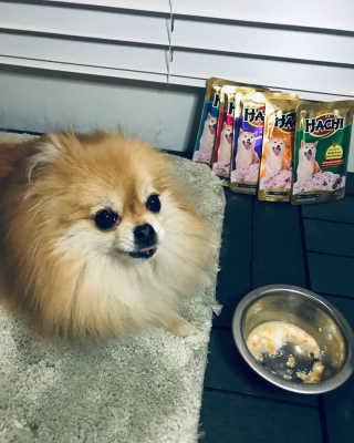 [펫토리아] 토로토로 하치  강아지 파우치간식 — 5점을 준 리뷰어가 2019년 7월 올린 사용 사진