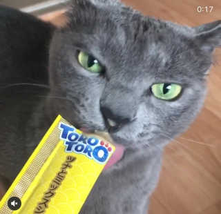 펫토리아 짜먹는 토로토로 고양이 파우치 간식 — 5점을 준 리뷰어가 2019년 6월 올린 사용 사진