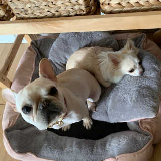 [펫토리아] BEST 한입뚝딱 실속형 강아지 덴탈껌 — 5점을 준 리뷰어가 2019년 2월 올린 사용 사진